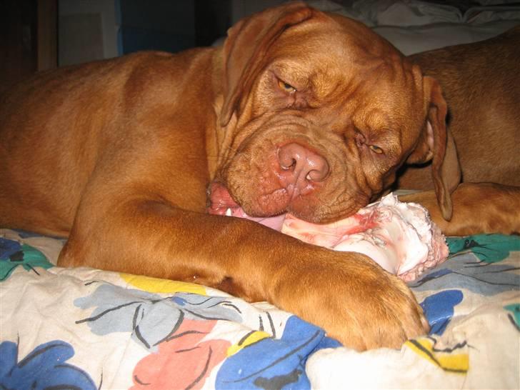 Dogue de bordeaux Calypso - Mmmmmm...... billede 5