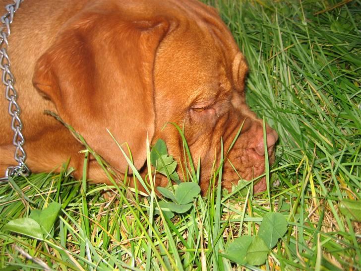 Dogue de bordeaux Calypso - Calypso har fået øje på en lille bille billede 6