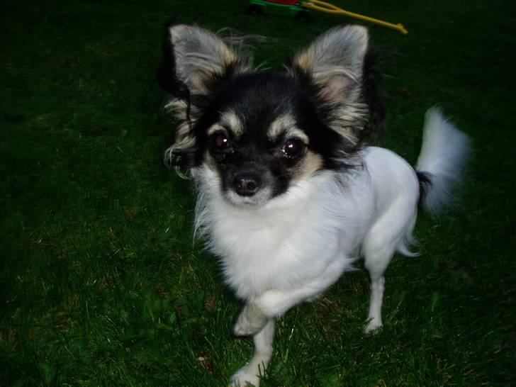 Chihuahua Holger billede 1