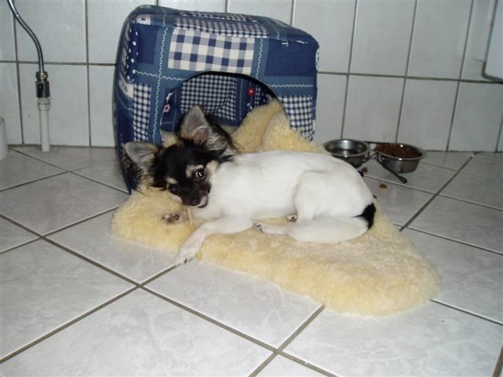 Chihuahua Holger billede 2