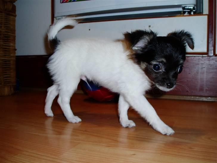 Chihuahua Holger billede 3