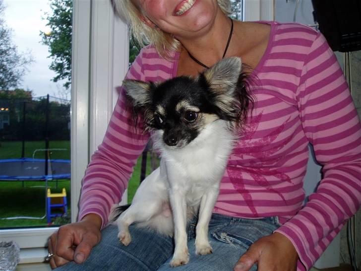 Chihuahua Holger billede 4