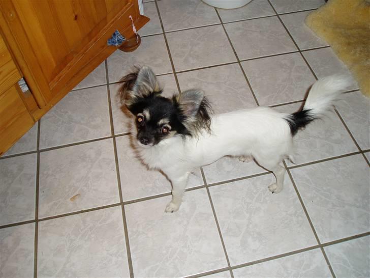 Chihuahua Holger billede 5