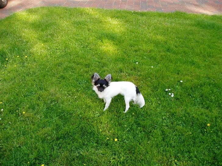 Chihuahua Holger billede 6