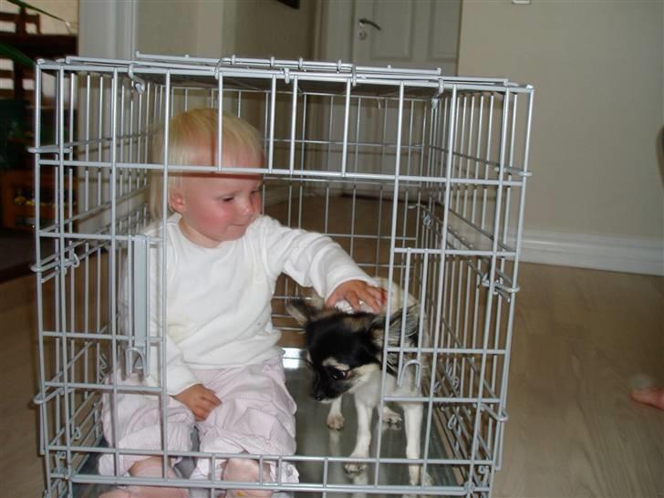 Chihuahua Holger billede 7