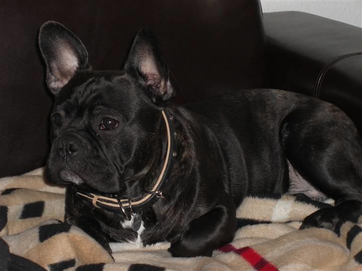 Fransk bulldog Hannibal billede 1