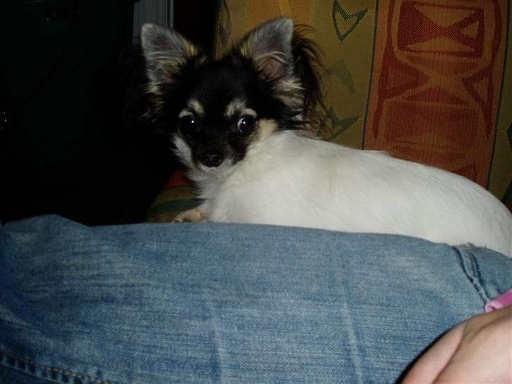 Chihuahua Holger billede 8