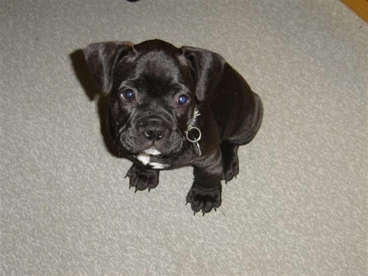 Fransk bulldog Hannibal billede 2