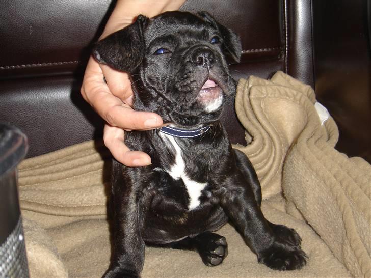 Fransk bulldog Hannibal billede 3