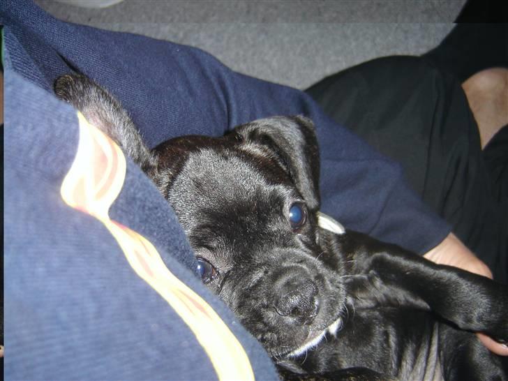 Fransk bulldog Hannibal billede 4