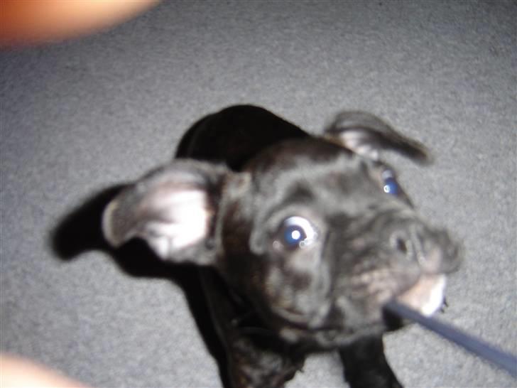 Fransk bulldog Hannibal billede 5