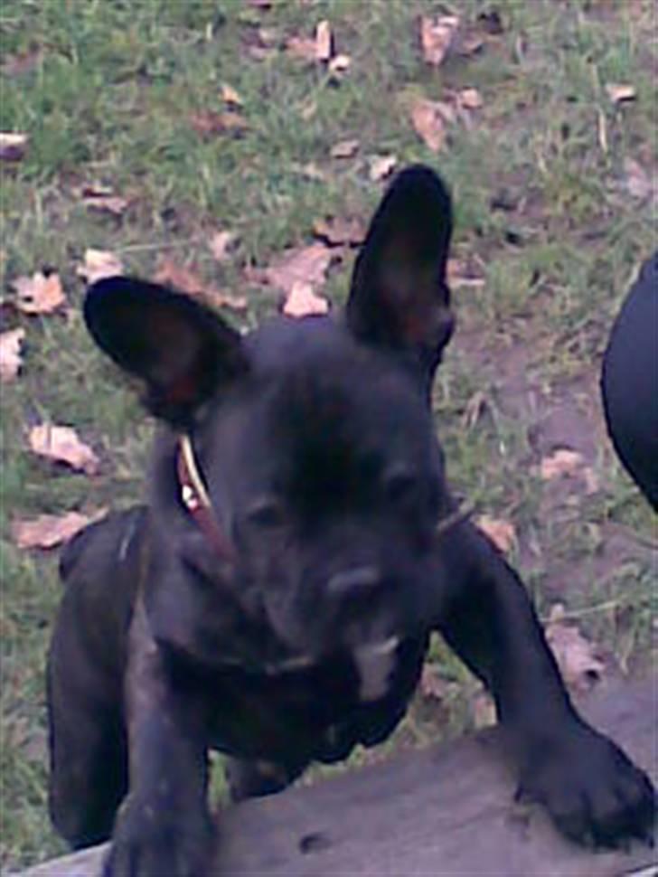 Fransk bulldog Hannibal billede 6