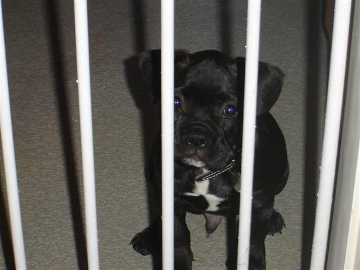 Fransk bulldog Hannibal billede 7