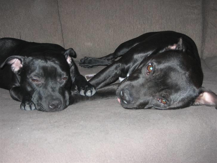 Staffordshire bull terrier Rosa billede 3