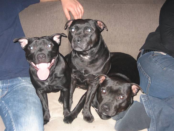 Staffordshire bull terrier Rosa billede 4