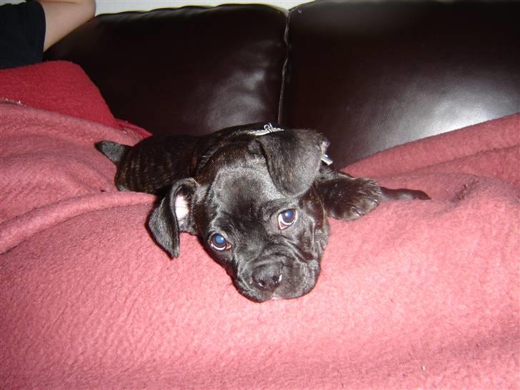 Fransk bulldog Hannibal billede 8