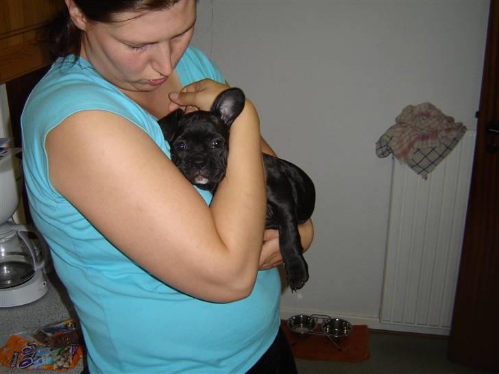 Fransk bulldog Hannibal billede 9