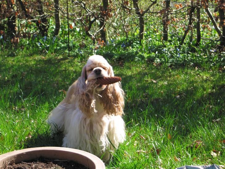 Amerikansk cocker spaniel Nellie - Nellie i gang med oprydning af grankogler i haven billede 1