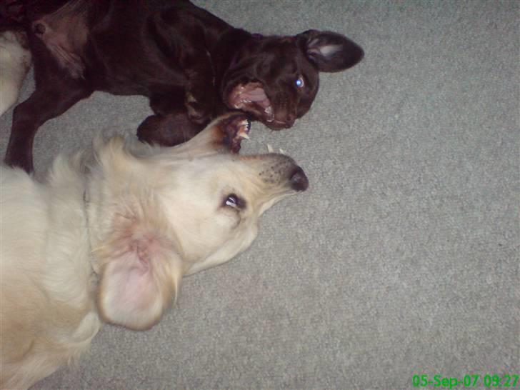 Labrador retriever Cocio - Ahhhhhhhh Vi er bissede lige nu ;) billede 4