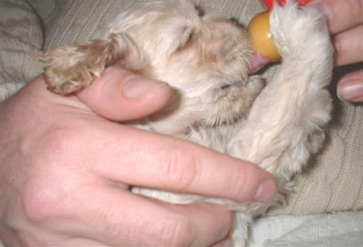 Amerikansk cocker spaniel Nellie - Nellie 3 uger gammel med sin elskede sutteflaske billede 2