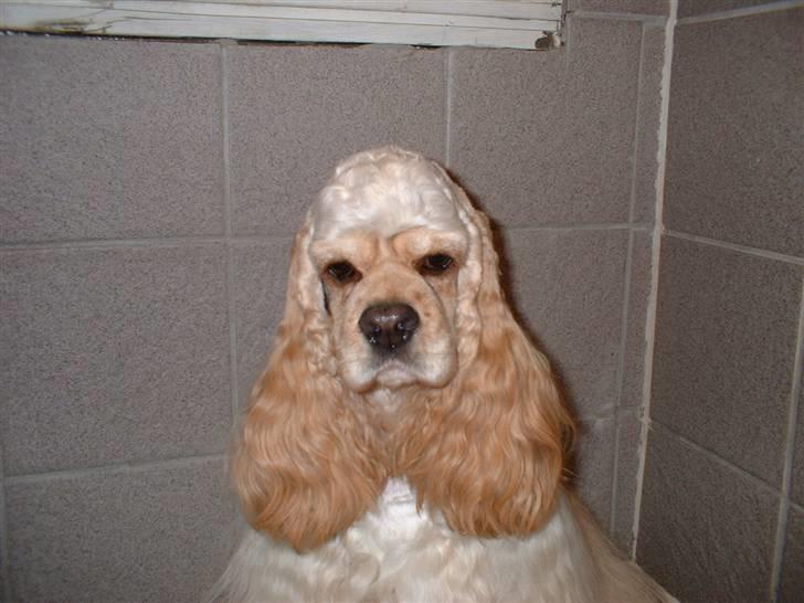 Amerikansk cocker spaniel Nellie - Nellie lige klippet og vasket billede 3