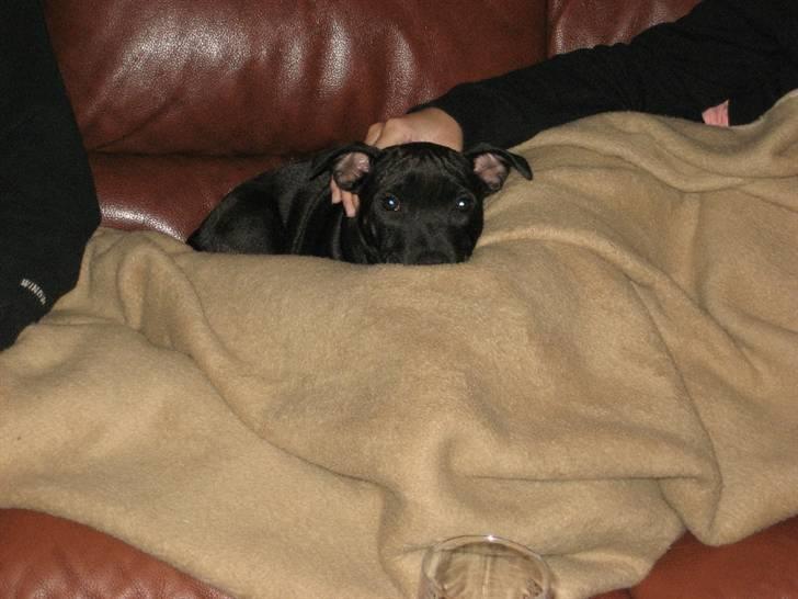Staffordshire bull terrier Rosa billede 5