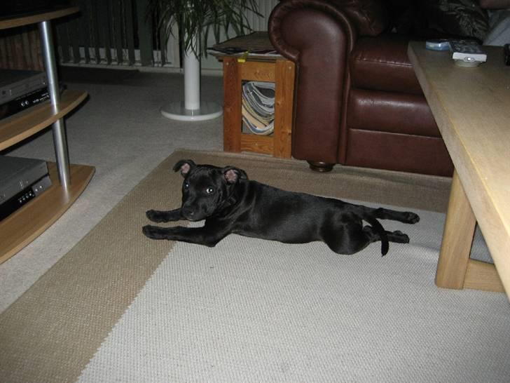 Staffordshire bull terrier Rosa billede 6