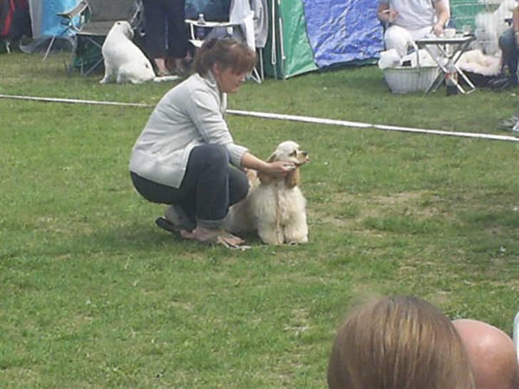 Amerikansk cocker spaniel Nellie - Nellie på hundeudstilling billede 4