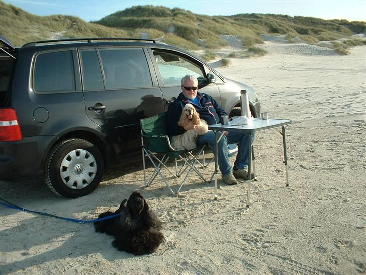 Amerikansk cocker spaniel Nellie - Nellie på strandtur med familien billede 5