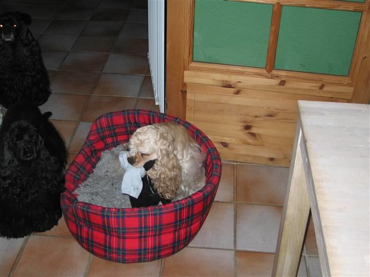 Amerikansk cocker spaniel Nellie - Nellie med sit "bytte" gamle sokker fra vasketøjskurven billede 6