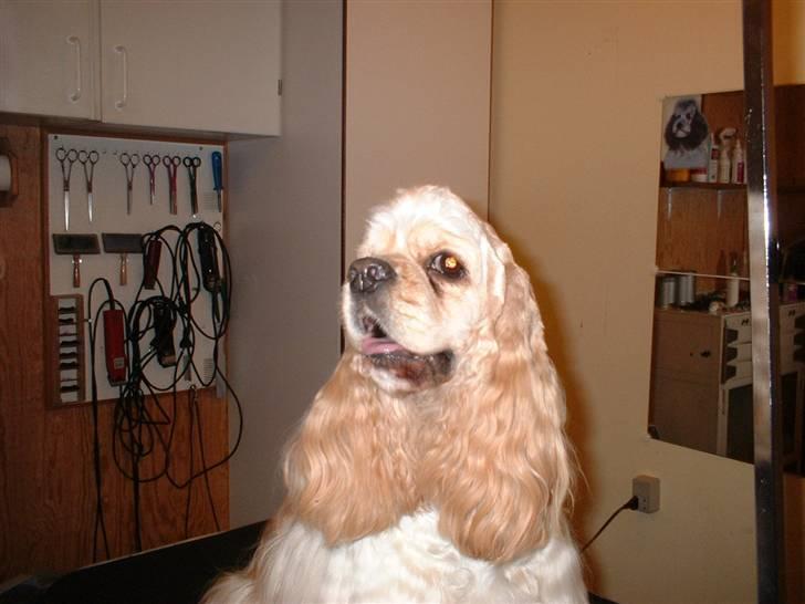 Amerikansk cocker spaniel Nellie - I sit stiveste puds, klar til udstilling. billede 7