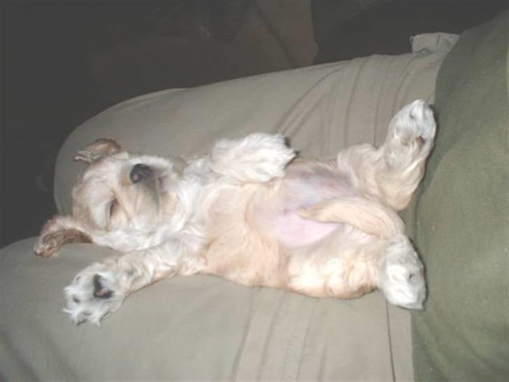 Amerikansk cocker spaniel Nellie - Nellie 4 uger, tager sig en lur på skødet af menneskemor billede 8