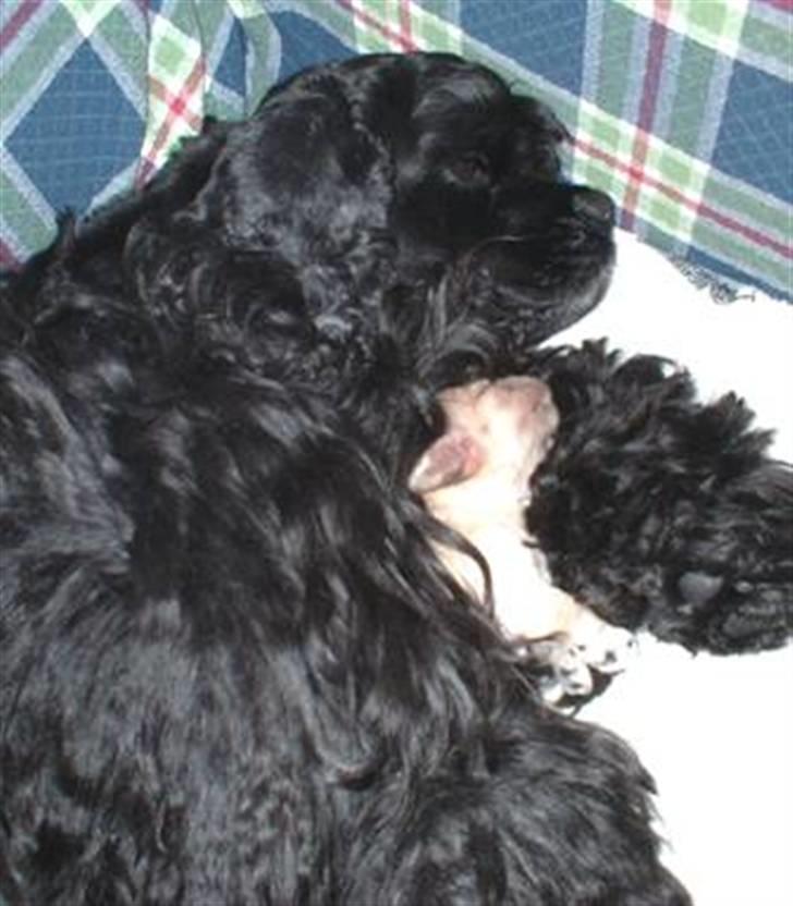 Amerikansk cocker spaniel Nellie - Nellie kun få dage gammel, hos sin mor Sally billede 9