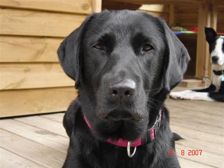 Labrador retriever blackie - er jeg ikke bare dejlig :) billede 16
