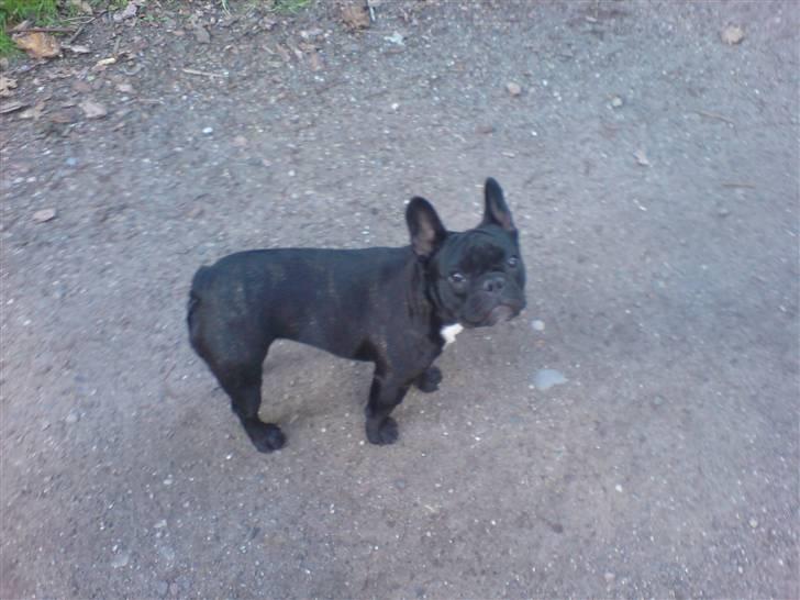 Fransk bulldog Absalon ( Otto )  billede 9