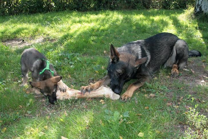 Schæferhund Hedegård's Lucky Lady - Storebror er så sød at han gerne deler sig kødben med mig. billede 7