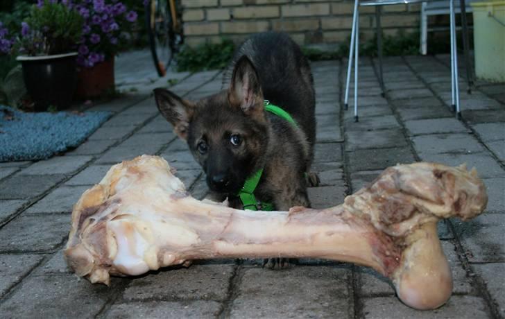 Schæferhund Hedegård's Lucky Lady - Gad vide hvad storebror siger hvis han opdager jeg ved hvor hans kødben er gemt? billede 8