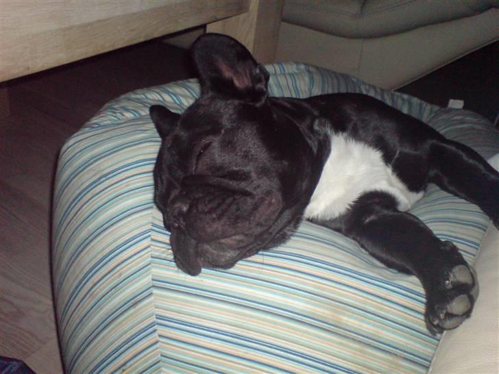 Fransk bulldog Absalon ( Otto )  - Jeg ligger rigtig godt i min sækkestol, og jeg deler den altså ikke, kun hvis jeg er i godt humør, det er jeg heldigvis tit :) billede 10