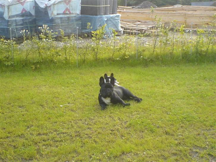 Fransk bulldog Absalon ( Otto )  billede 11