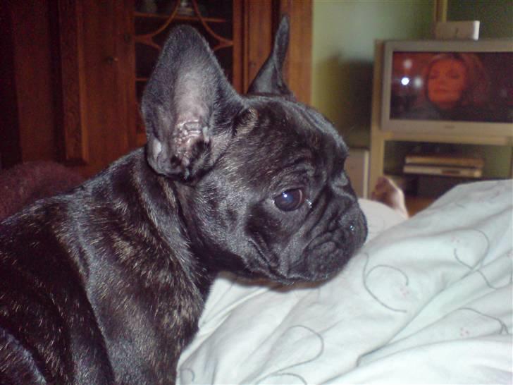 Fransk bulldog Ove * Sover godt nu * :'(  † - Jeg er nuttet :) billede 1