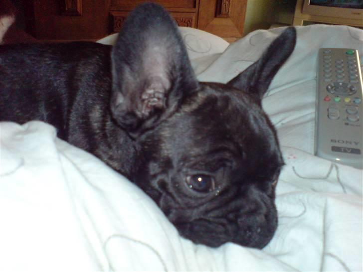 Fransk bulldog Ove * Sover godt nu * :'(  † - Jeg ligger og slapper af .. c´´,) billede 2