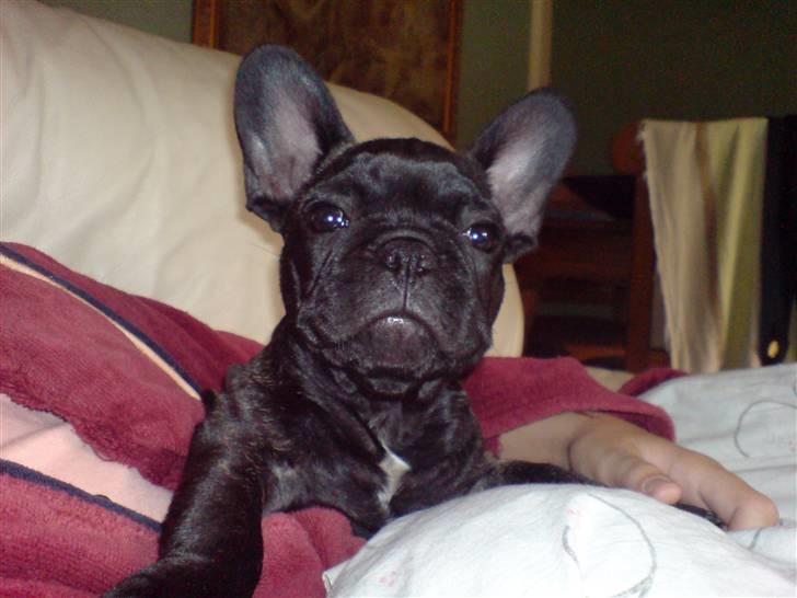 Fransk bulldog Ove * Sover godt nu * :'(  † - Er jeg ikke bare flot :) billede 3