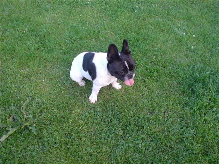 Fransk bulldog Ove * Sover godt nu * :'(  † - Det min smukke far billede 4