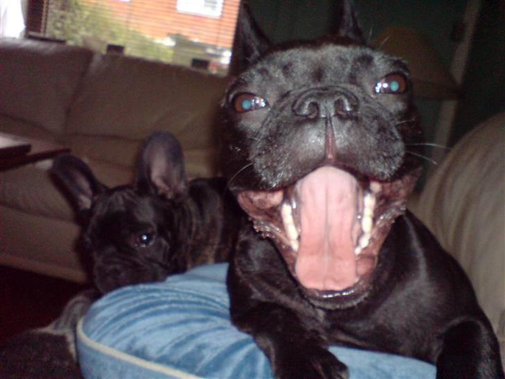Fransk bulldog Myrna - Jeg er træt . :) billede 15