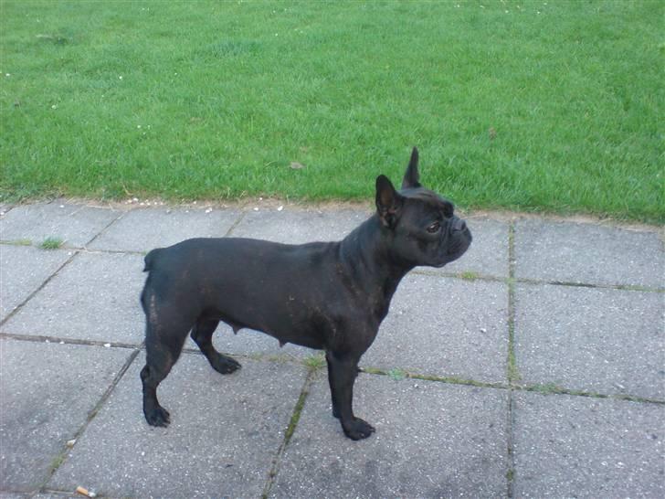 Fransk bulldog Myrna - 2 måneder efter jeg har født .. jeg er blevet meget flot igen. billede 16