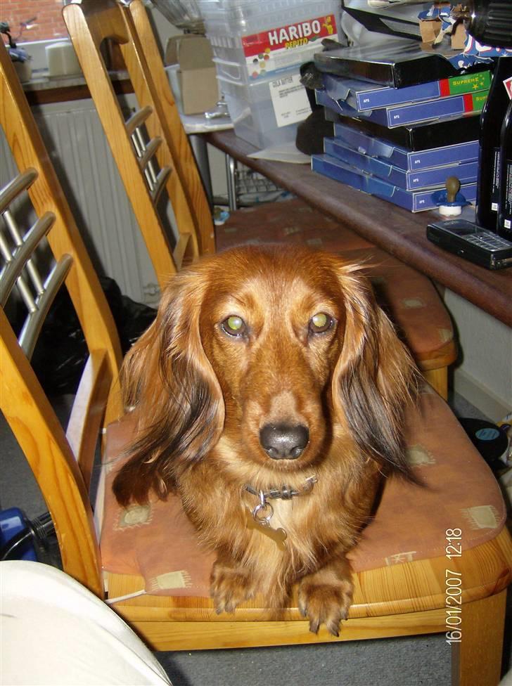 Dværggravhund MILA - 2006 billede 3