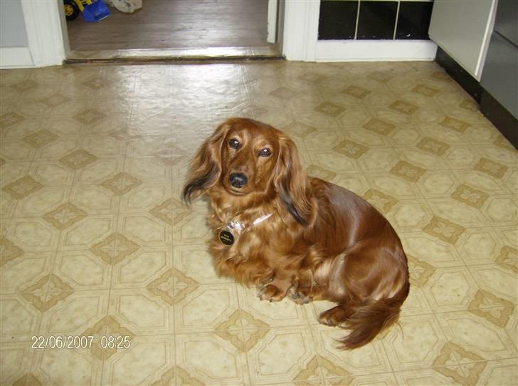 Dværggravhund MILA - mila venter på at vi skal ud at kørere billede 4