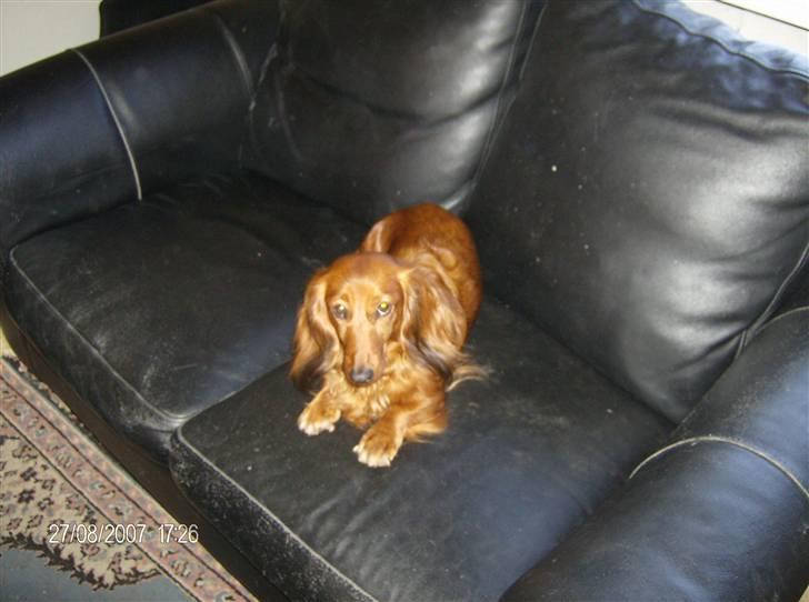 Dværggravhund MILA - man kan vel godt blive træt billede 5