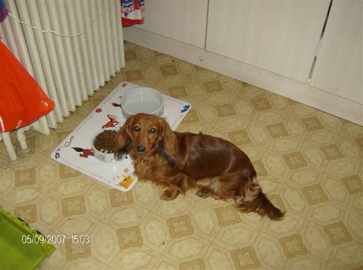 Dværggravhund MILA - er hun ikke bare dejlig billede 6