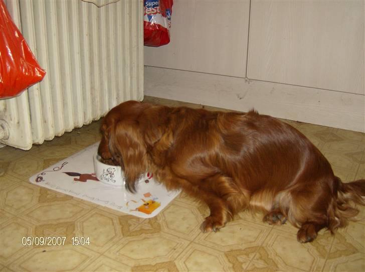 Dværggravhund MILA - man er lige blevet lidt sulten billede 7